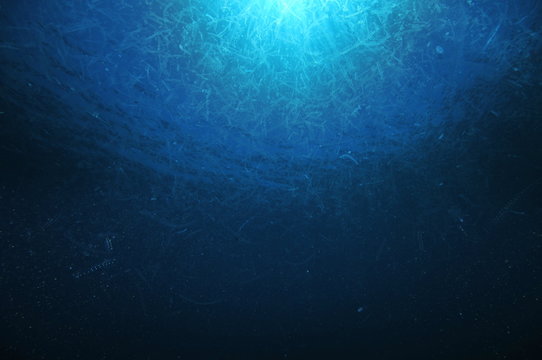 Dense ocean plankton near sea surface during early summer bloom.