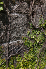 Ivy covers wall