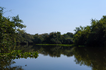 Fototapeta na wymiar Panorama from Pantanal, Brazilian wetland region.