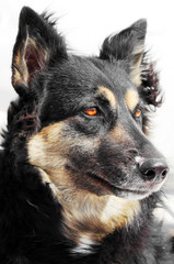 German Shepherd portrait