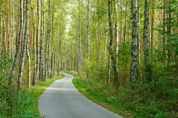 Small winding road through mixed forest of birch and pine trees in spring