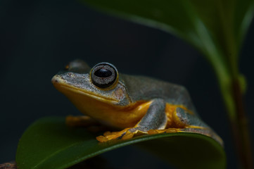 frog nature wildlife