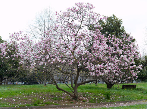 Pink magnolia tree in spring in full bloom