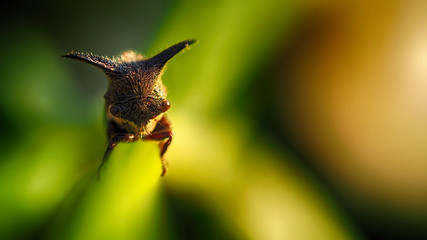 Close up of Strange treehopper ( Membracidae ) on grass in green nature background