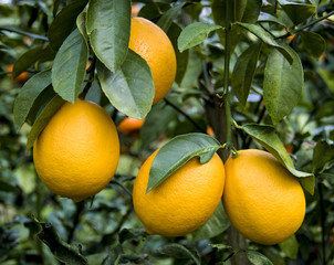 Lemontree