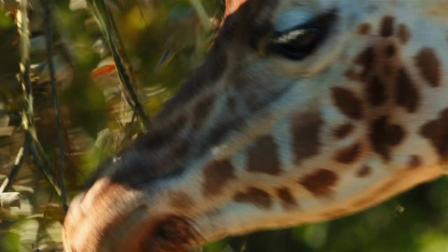 An ultra close-up shot of a giraffe munching vegetation against a background of green foliage. Giraffes are at risk of extinction after suffering a 40% decline in numbers during the last 30 years

