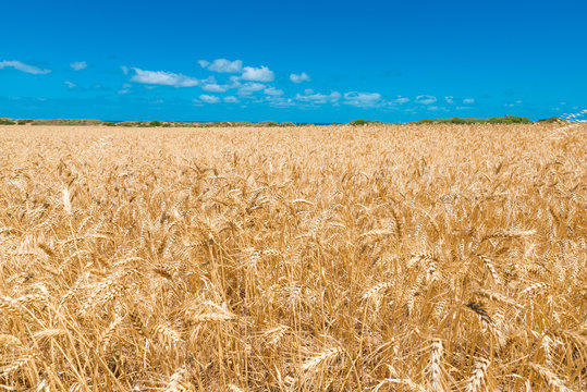 South Australian wheat field in Yorke Peninsula