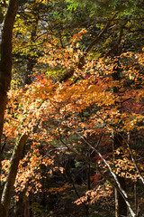 紅葉