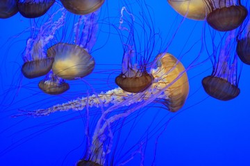 Jellyfish
