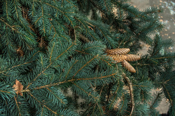 Strobiles growing on spruce branches