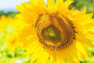 Sunflowers blooming against a bright sky, Unseen Thailand flower