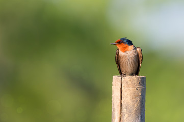 Beautiful tiny bird perching on bamboo pole.Pacific Swallow ( Hirundo tahitica ) making a living near a river mouth coast .