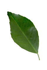 Fototapeta na wymiar Green orange leaf isolated on white