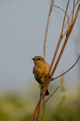 Little bird perched on a tree branch clear day in summer