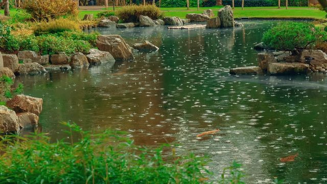 A medium telephoto shot showing a pond with Koi fish in a Japanese garden with falling rain droplets which create beautiful rings in the water

