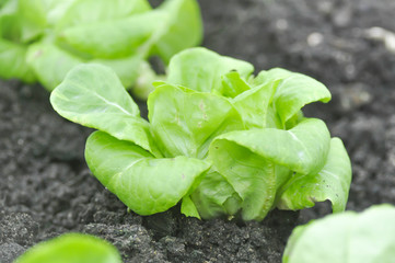 butterhead lettuce or lettuce in the vegetable garden