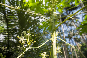 石垣島のパパイアの花