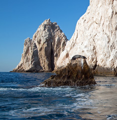 Fototapeta na wymiar California Sea Lion resting on “the Point” or “Pinnacle of Lands End” of Los Arcos in Cabo San Lucas