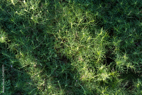 "green background in garden" Stock photo and royalty-free images on