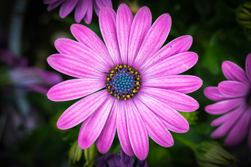 Obraz premium Pink flower top down view