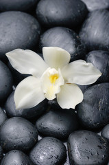 White orchid blossom with black on wet background