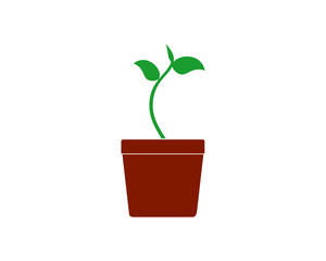 sprout pot