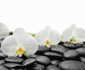 Naklejka na ściany i meble White orchid blossom with wet black stones background