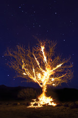 Burning Tree on fire at night with stars