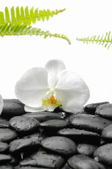 White Orchid and fern with therapy stones