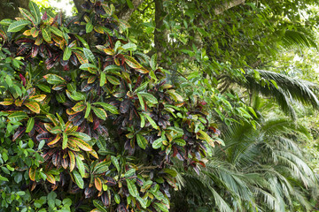 ヘンヨウボクの木 © varts