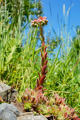 Flower Sempervívum or rock rose