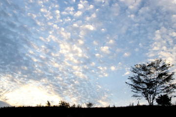Obraz premium blue sky with clouds and tree