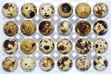 Quail eggs in cell