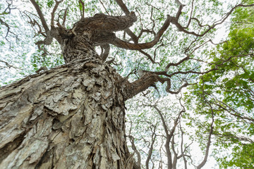 scenic view of very big and tall tree in the forest in the morni