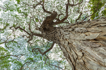 scenic view of very big and tall tree in the forest