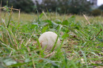 草むらの中の野球ボール