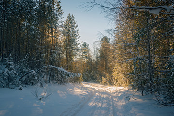 Winter road in the forest