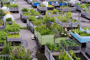 Urban Garden and Farming in the City in Summertime