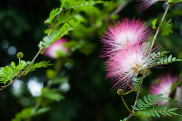 Mimosa Tree Blossoms in full powder puff Bloom natural background blur.
