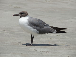 Seagull