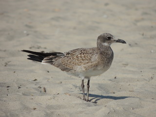 Beach Bird