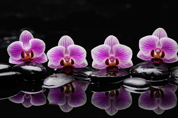 still life with black stones and gorgeous orchid - obrazy, fototapety, plakaty