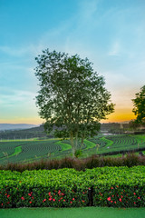 Tree hedge and grass in tea plantation background