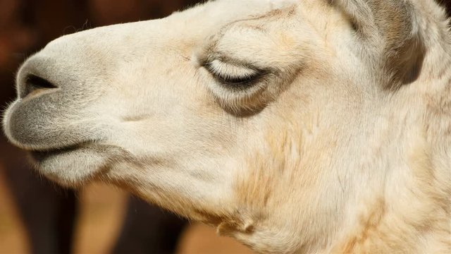 An ultra detailed shot showing the profile of an Arabian dromedary camel face - camelus dromedarius