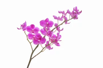 Keuken spatwand met foto Pink streaked orchid flower, isolated © Mee Ting
