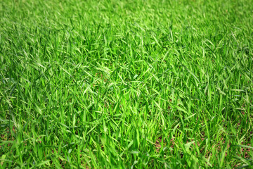 Background of green grass