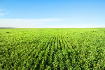 Fototapeta na wymiar Field with green grass and blue sky