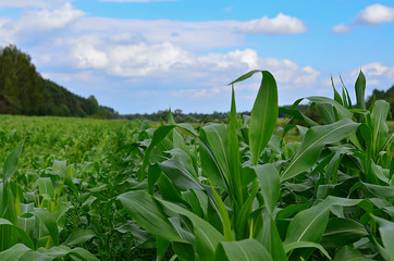 Corn field, rows of young corn