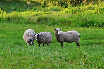 Naklejka na ściany i meble Sheep graze in the meadow