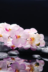Obraz na płótnie Canvas White branch orchid with black stones on wet pebbles 